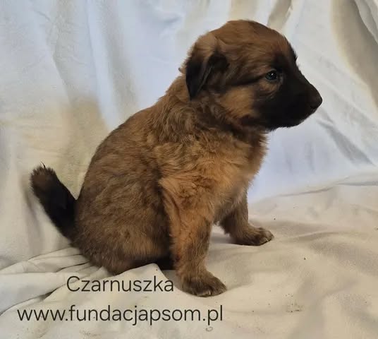 Czarnuszka - obrazek 3