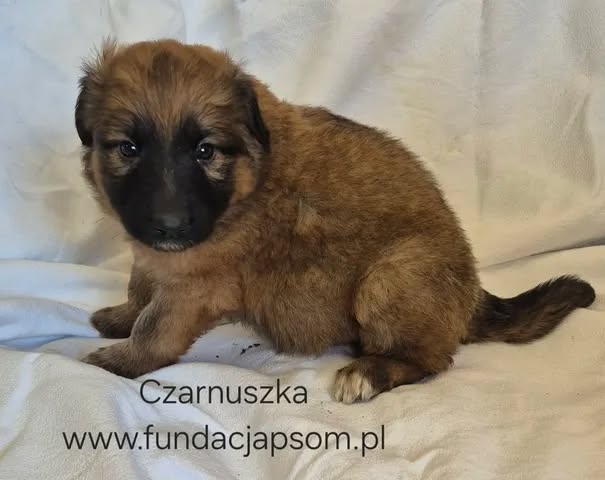 Czarnuszka