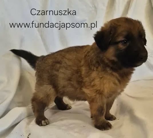 Czarnuszka - obrazek 4