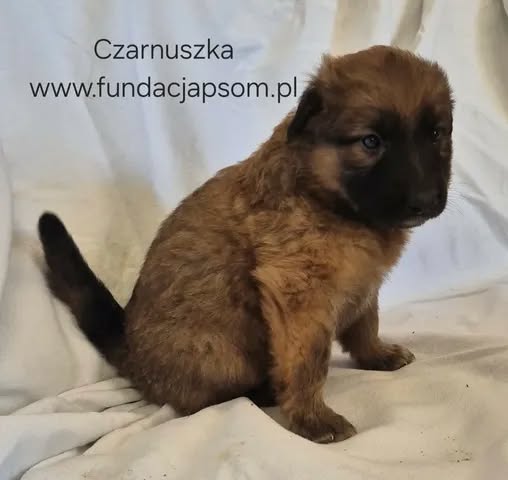 Czarnuszka - obrazek 5