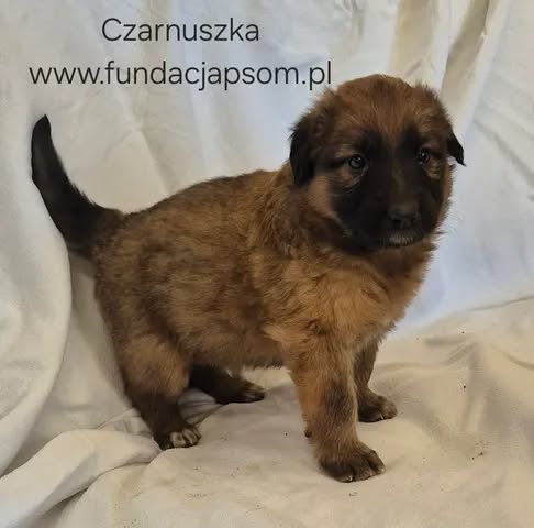 Czarnuszka - obrazek 6