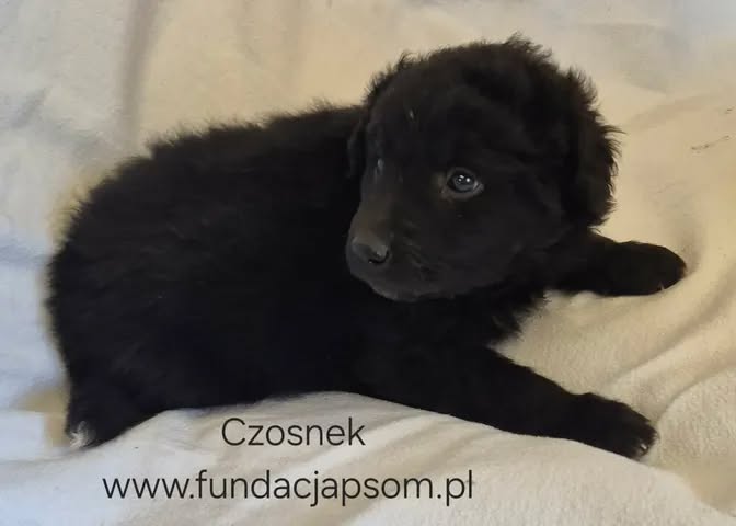 Czosnek
