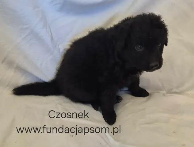 Czosnek - obrazek 6