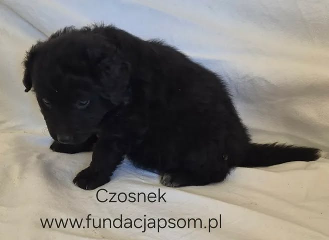 Czosnek - obrazek 4