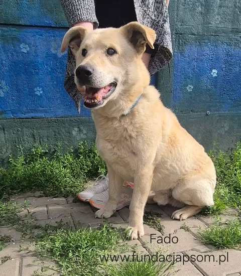 Fado - obrazek 4