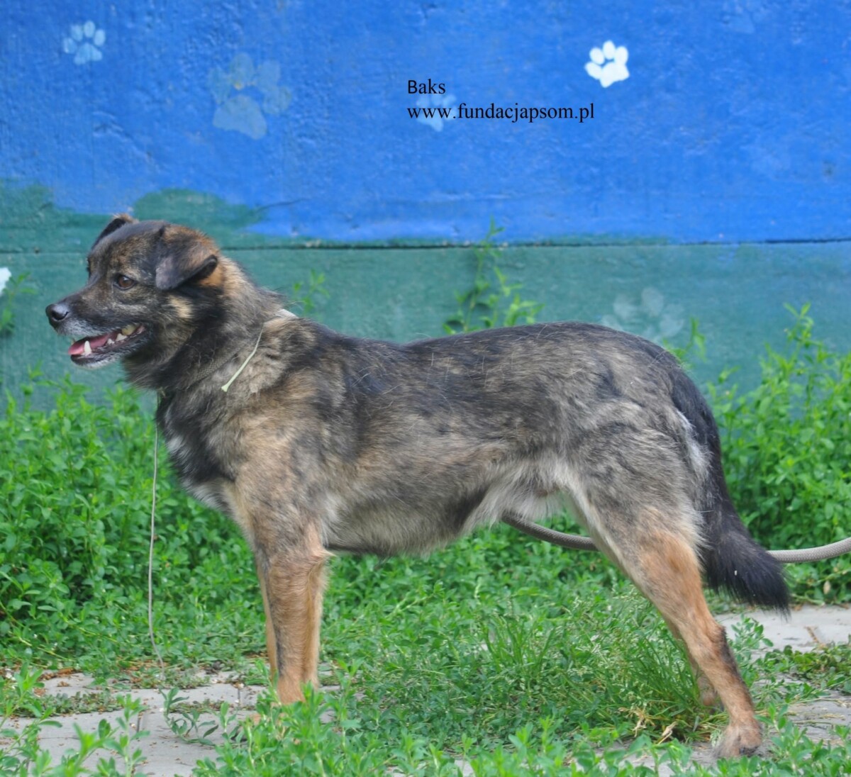 Baks - obrazek 3