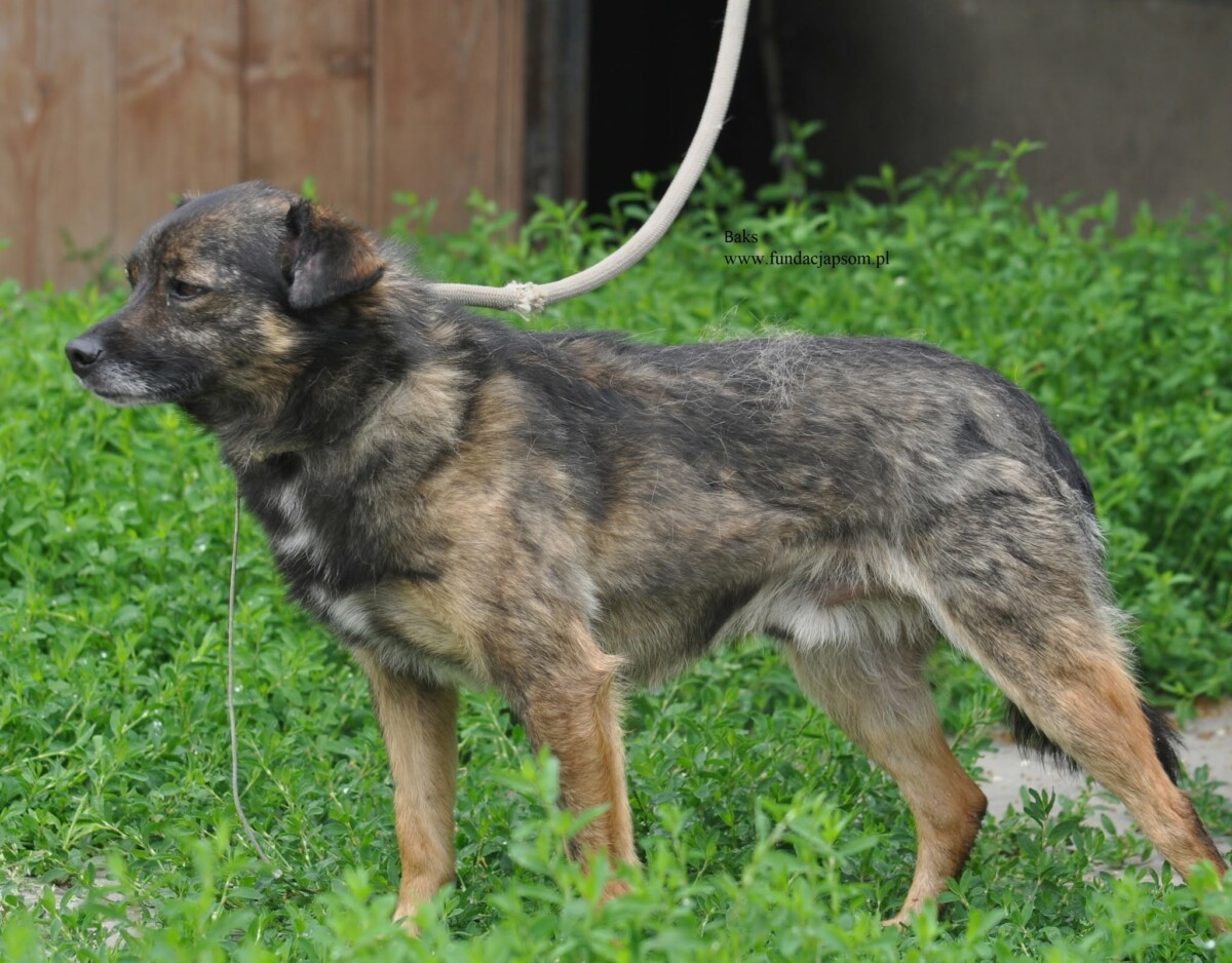 Baks - obrazek 5