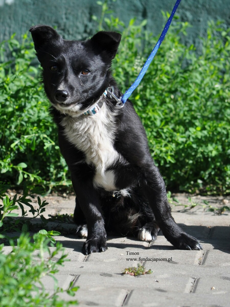 Timon - obrazek 3