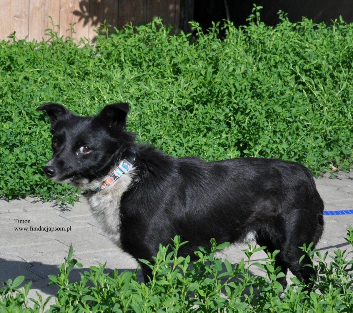 Timon - obrazek 5