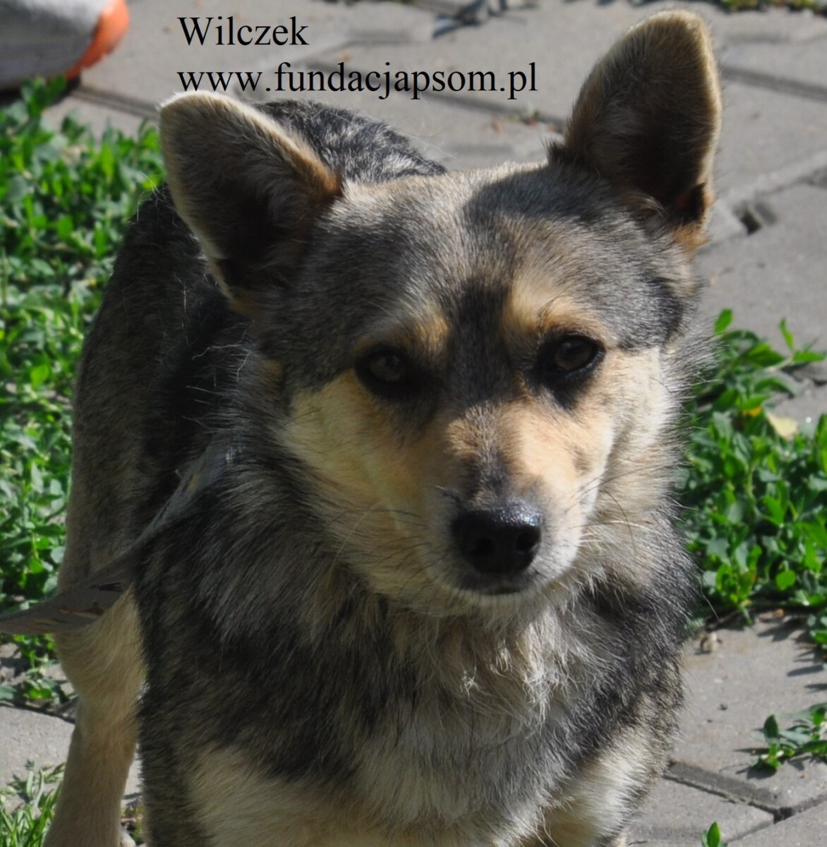 Wilczek - obrazek 2