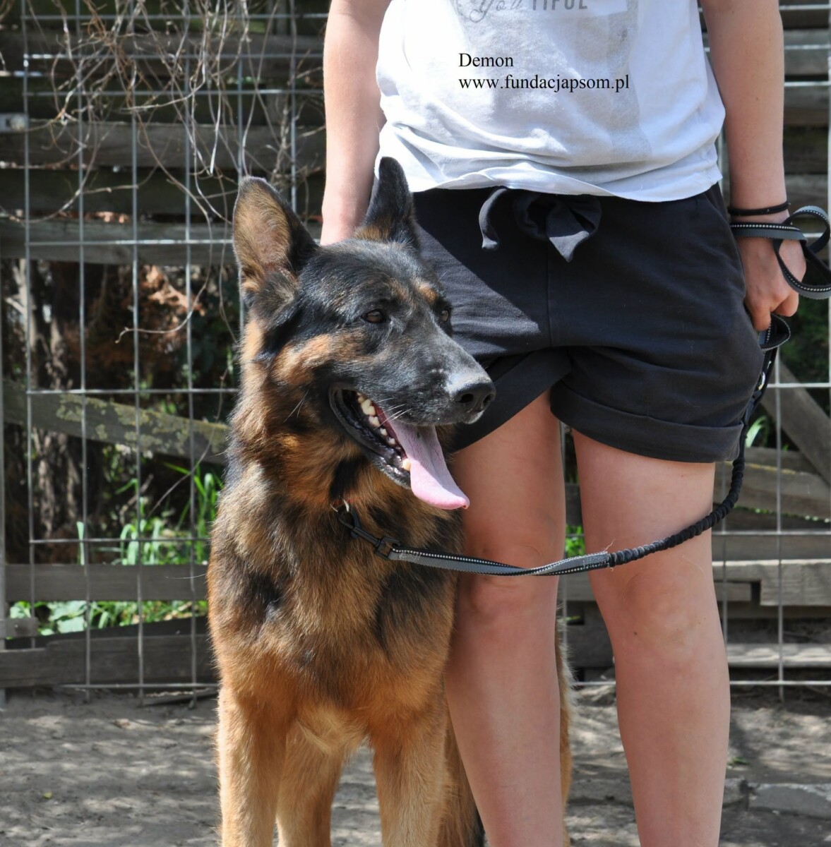 Demon - obrazek 2