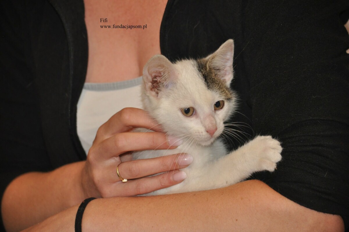 Fifi - obrazek 8