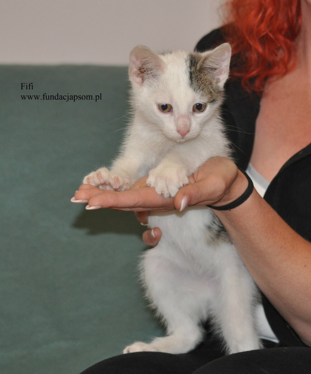 Fifi - obrazek 2