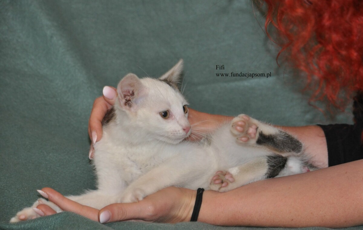 Fifi - obrazek 3
