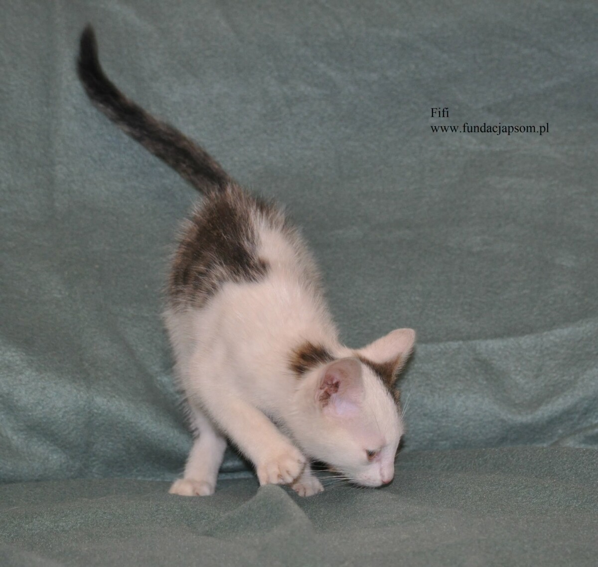 Fifi - obrazek 4