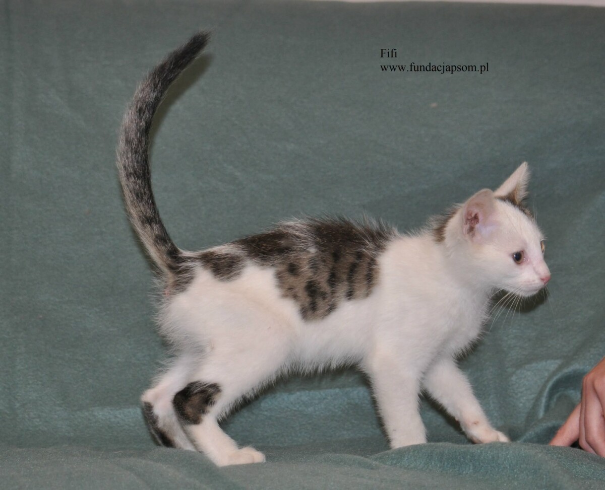 Fifi - obrazek 5
