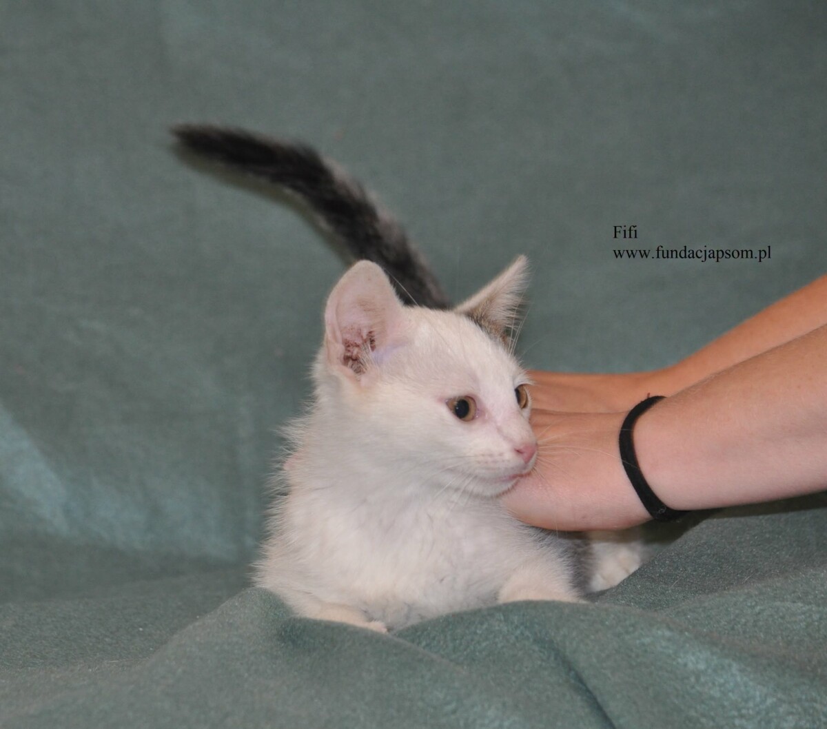 Fifi - obrazek 6