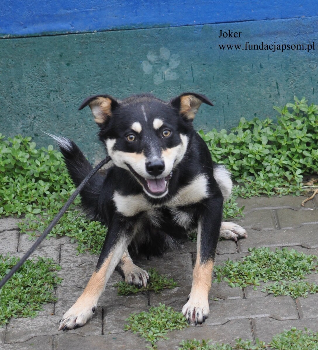 Joker - obrazek 2
