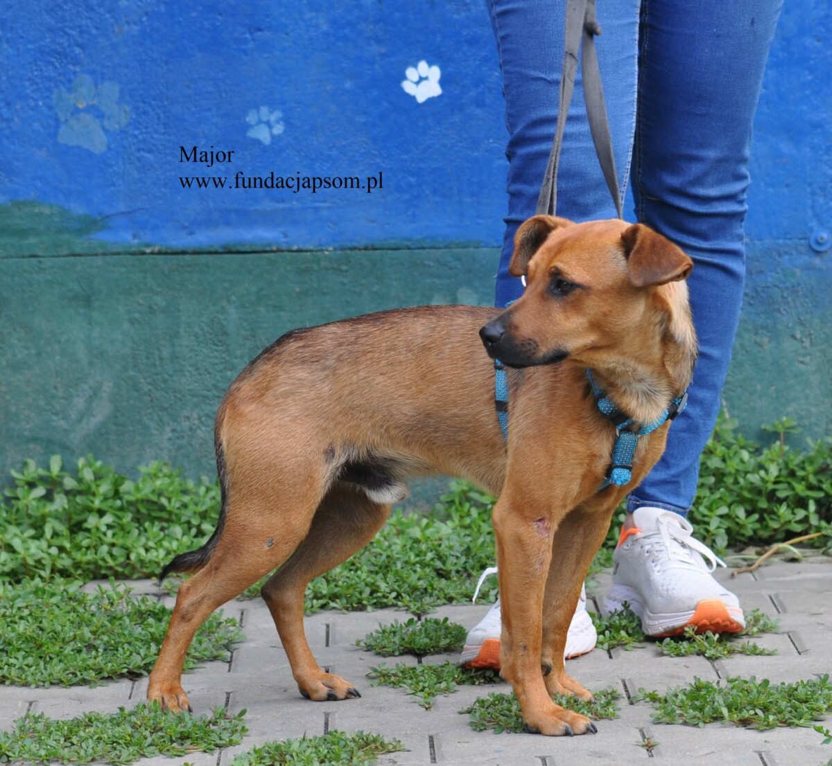 Major - obrazek 4