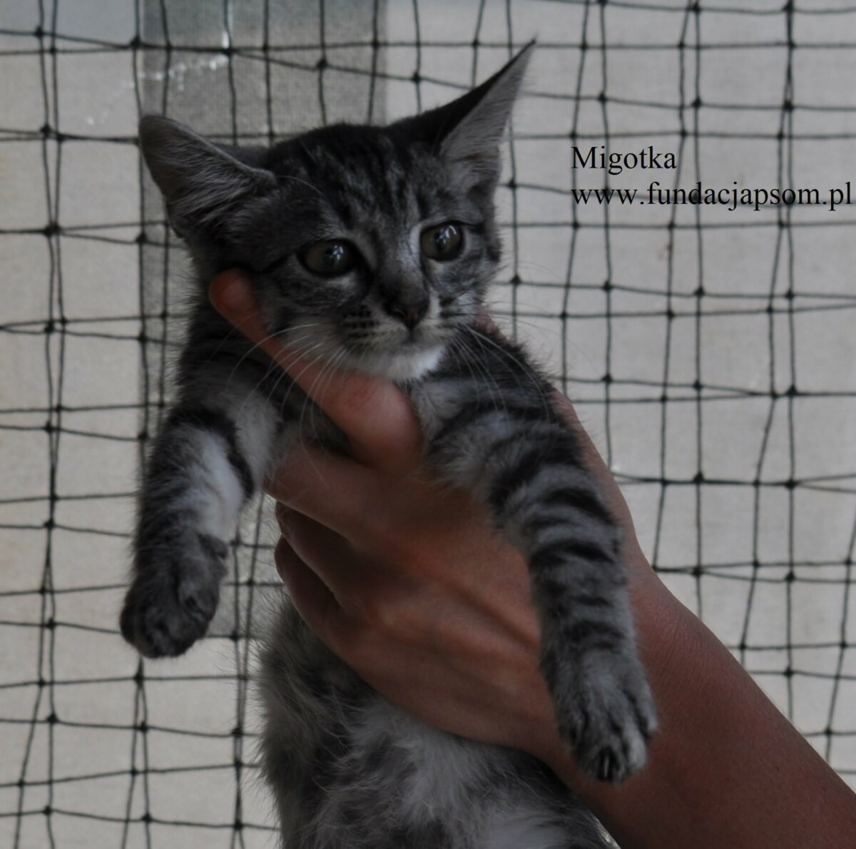Migotka - obrazek 3