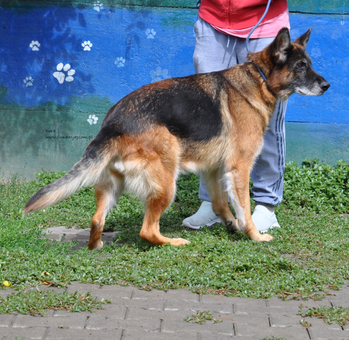 Dora - obrazek 2