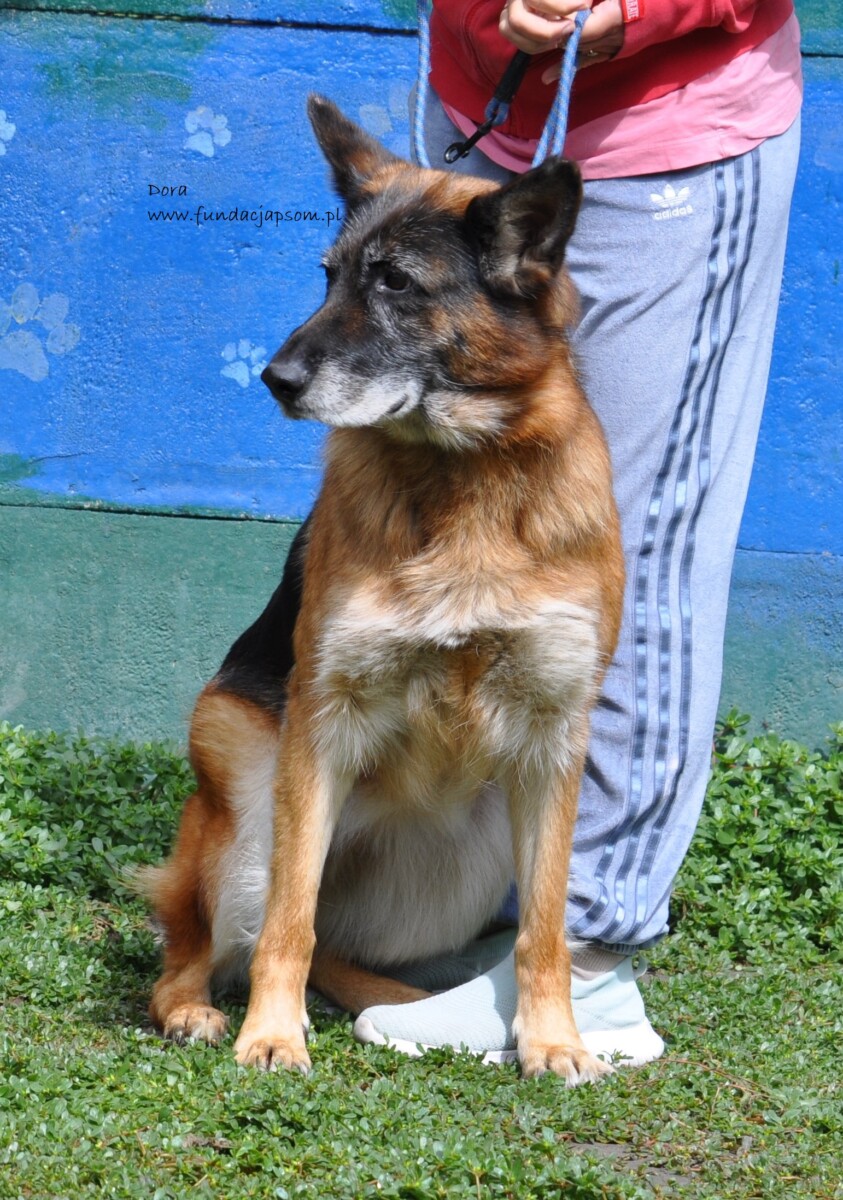 Dora - obrazek 3