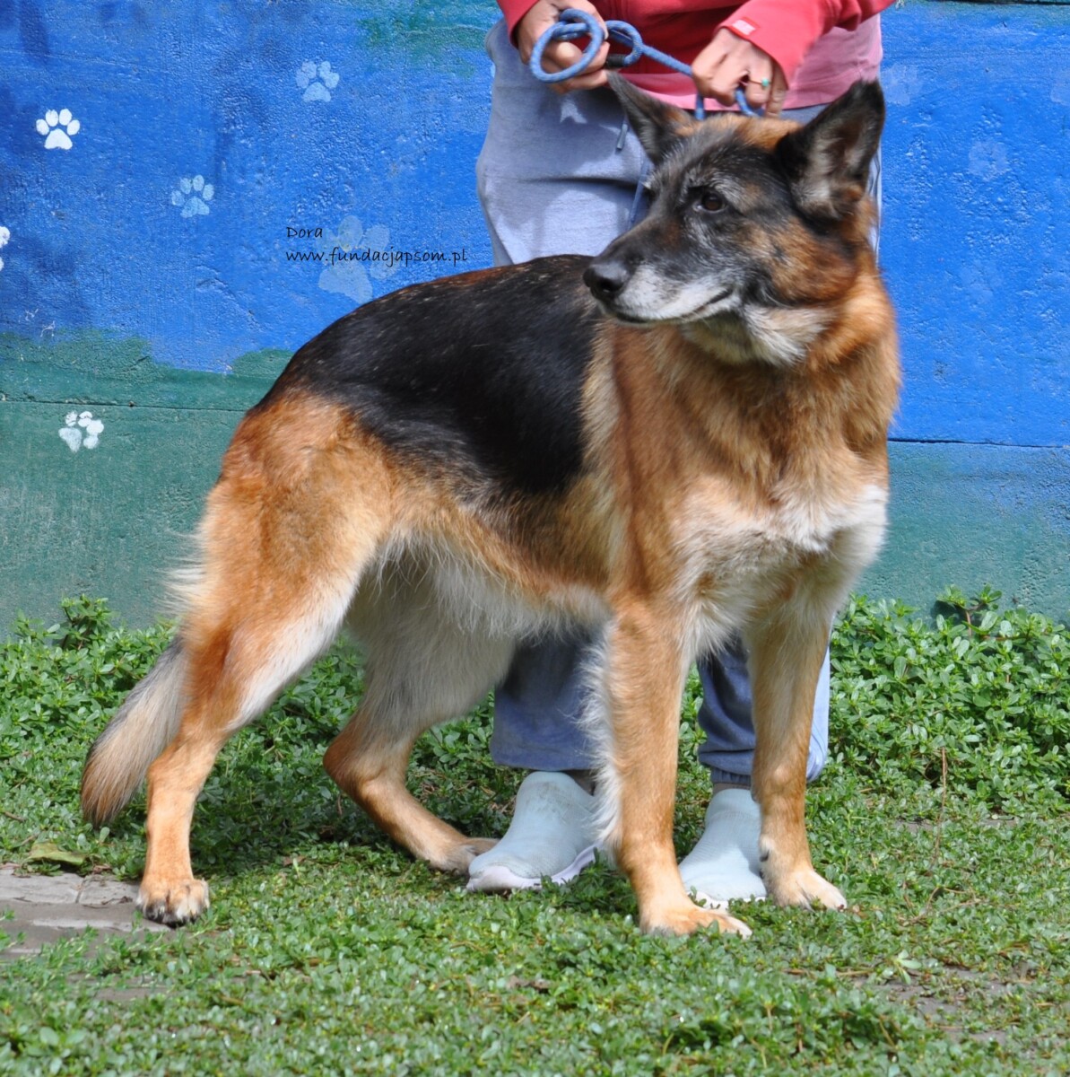 Dora - obrazek 4