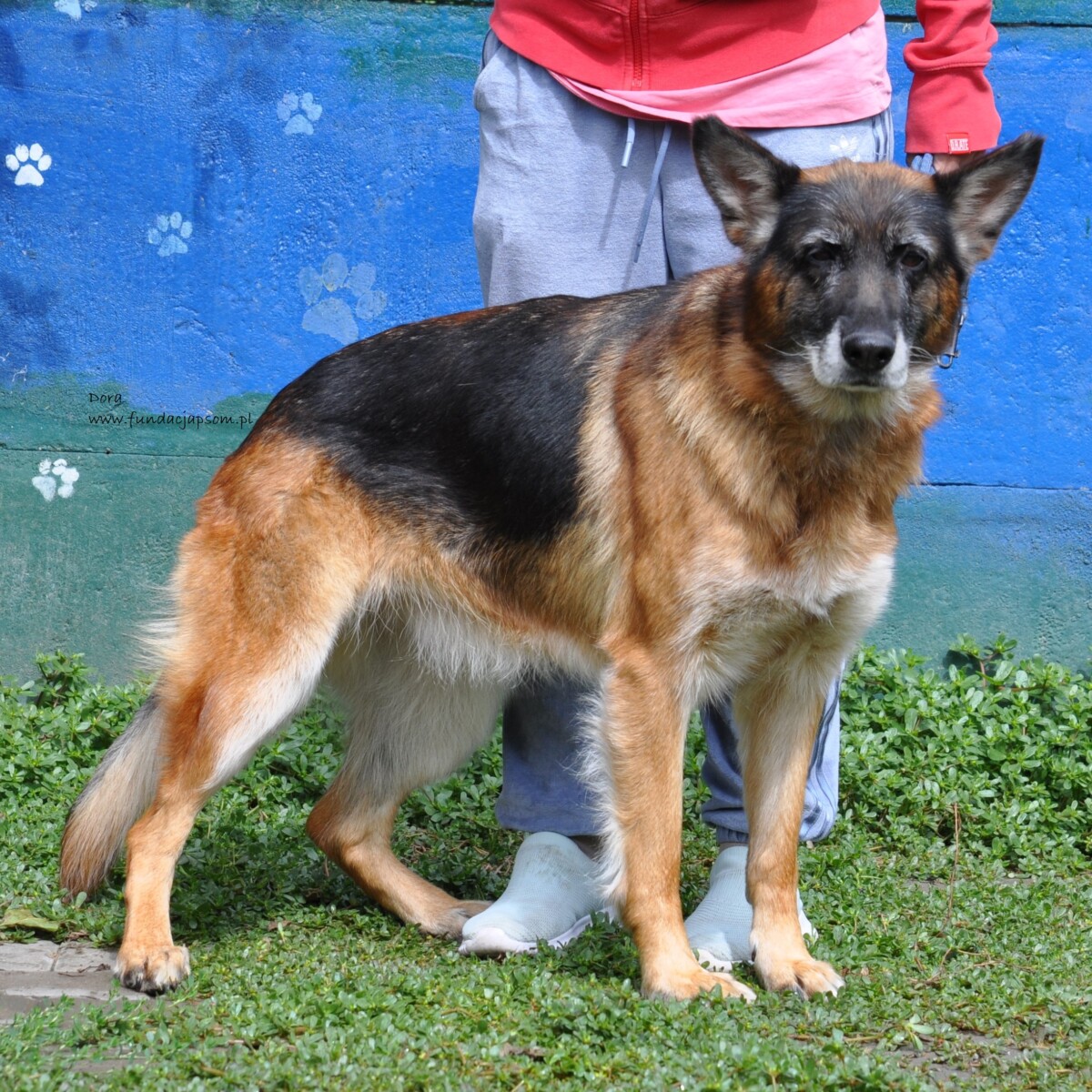 Dora - obrazek 5