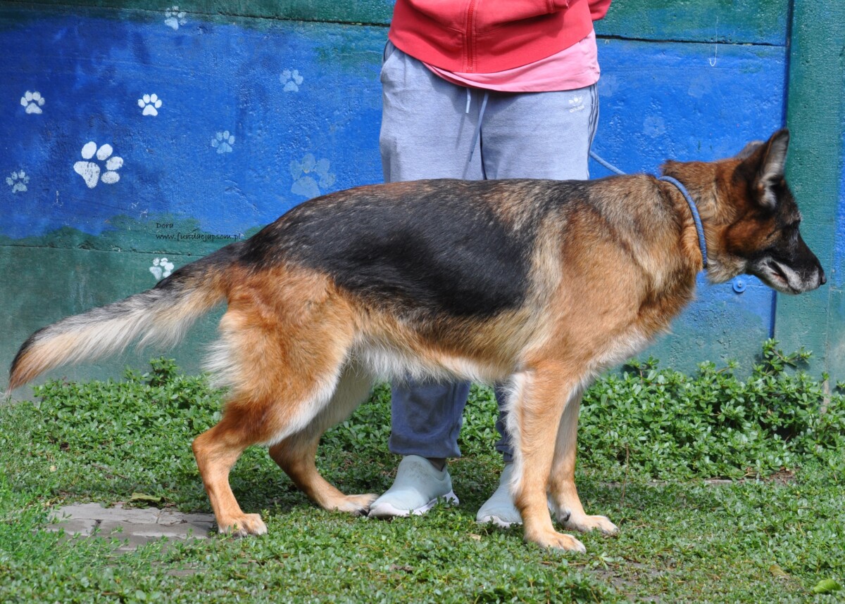 Dora - obrazek 6