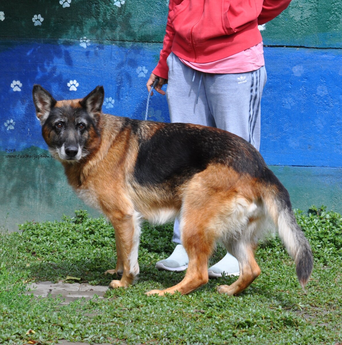 Dora - obrazek 7