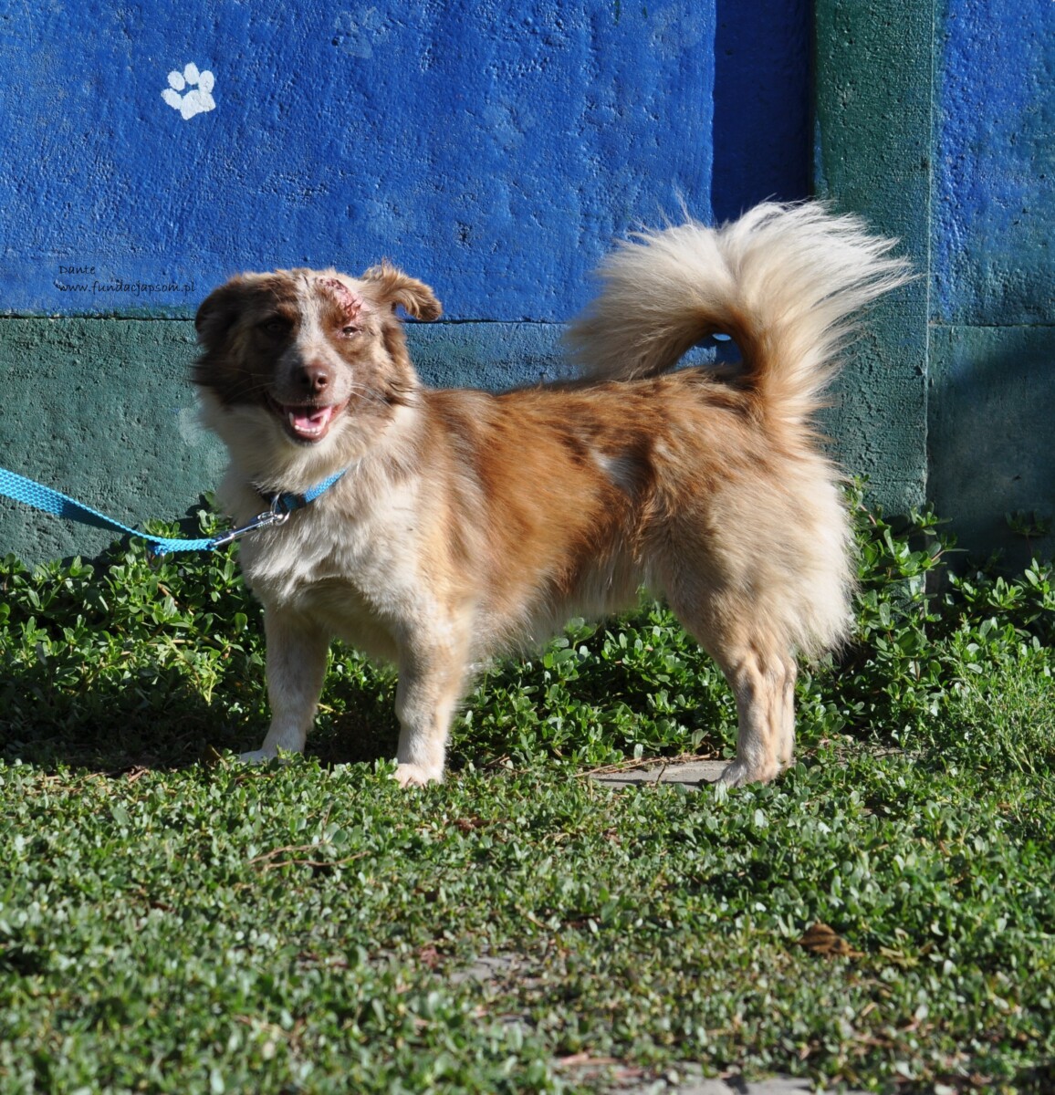 Dante - obrazek 13