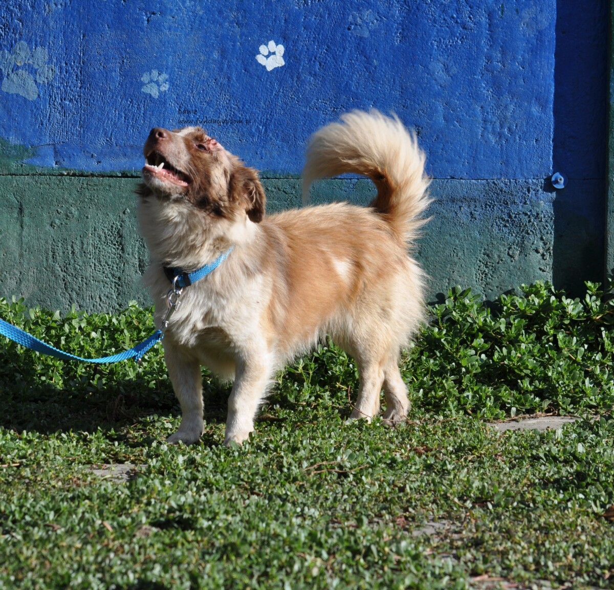 Dante - obrazek 14