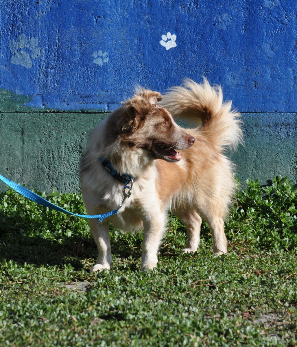 Dante - obrazek 16