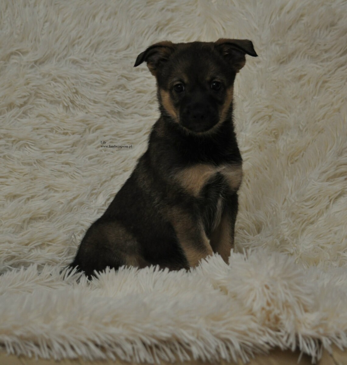 Lily - obrazek 6
