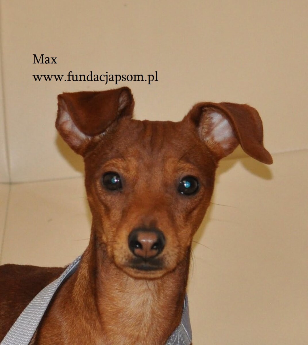 Max - obrazek 2