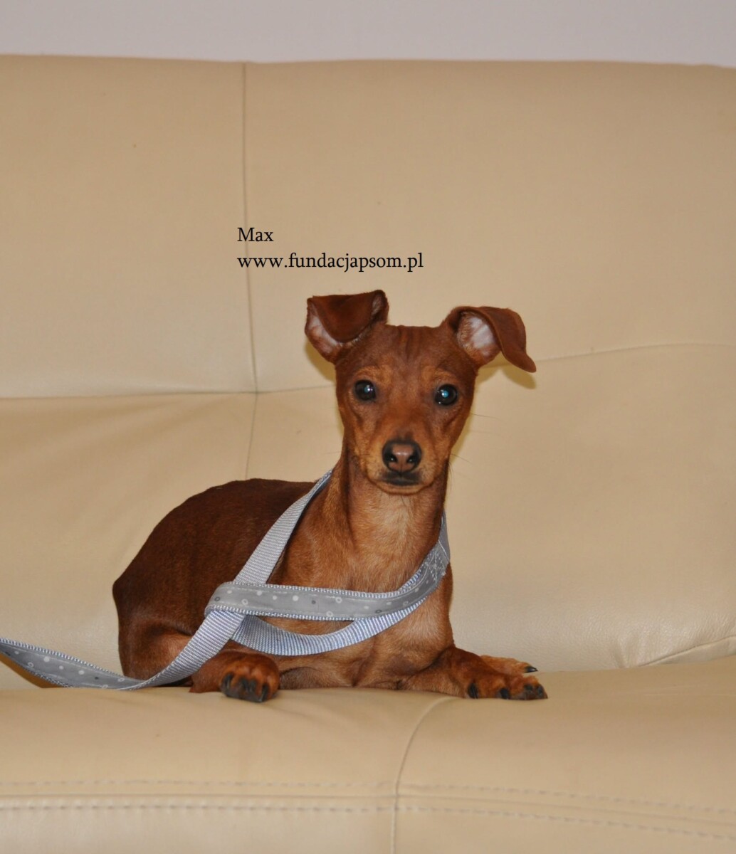 Max - obrazek 3