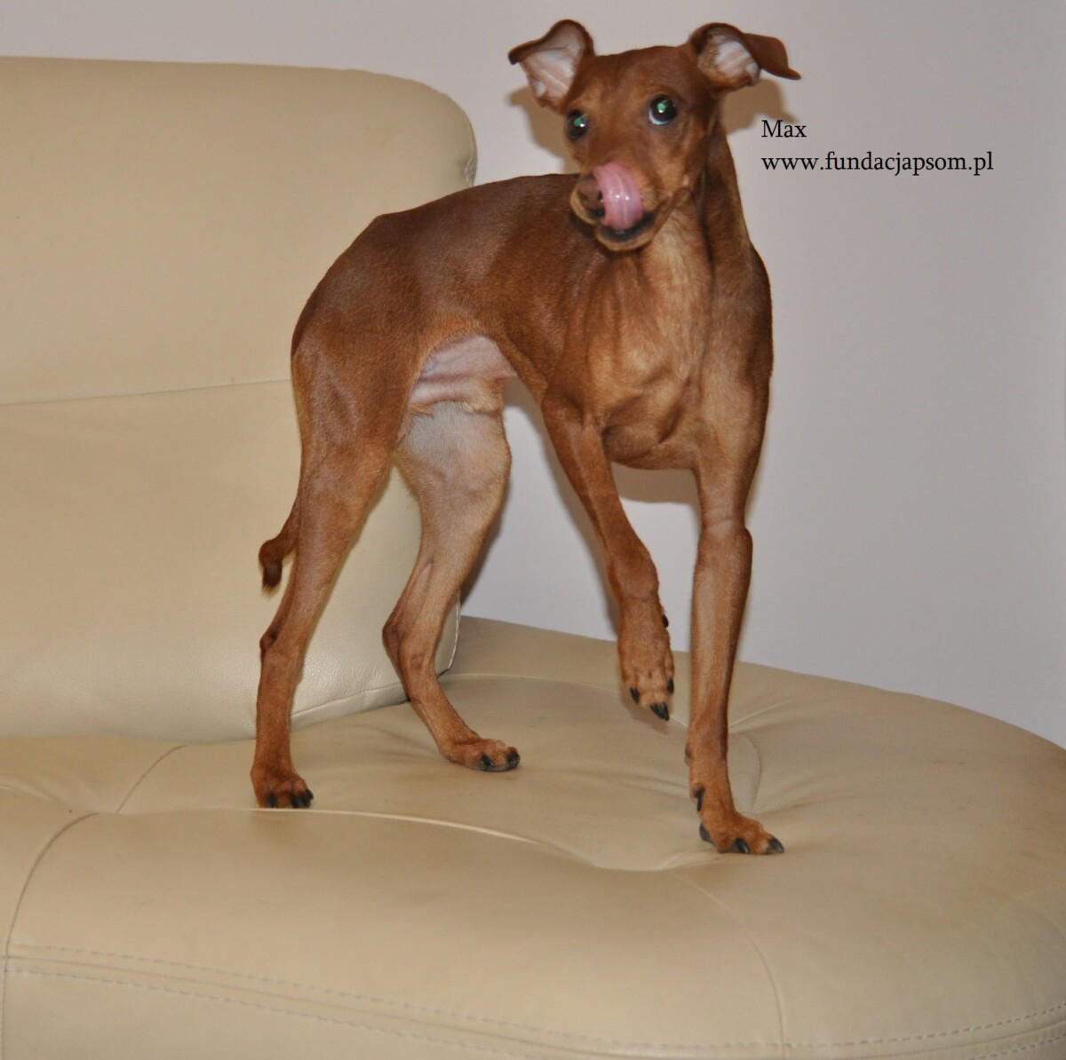 Max - obrazek 6