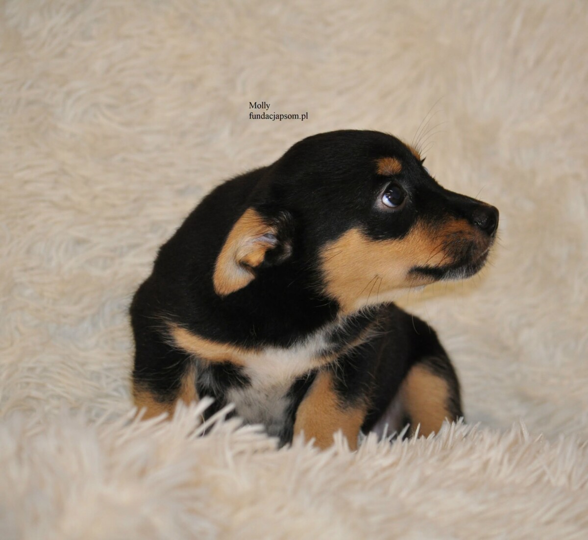 Molly - obrazek 2