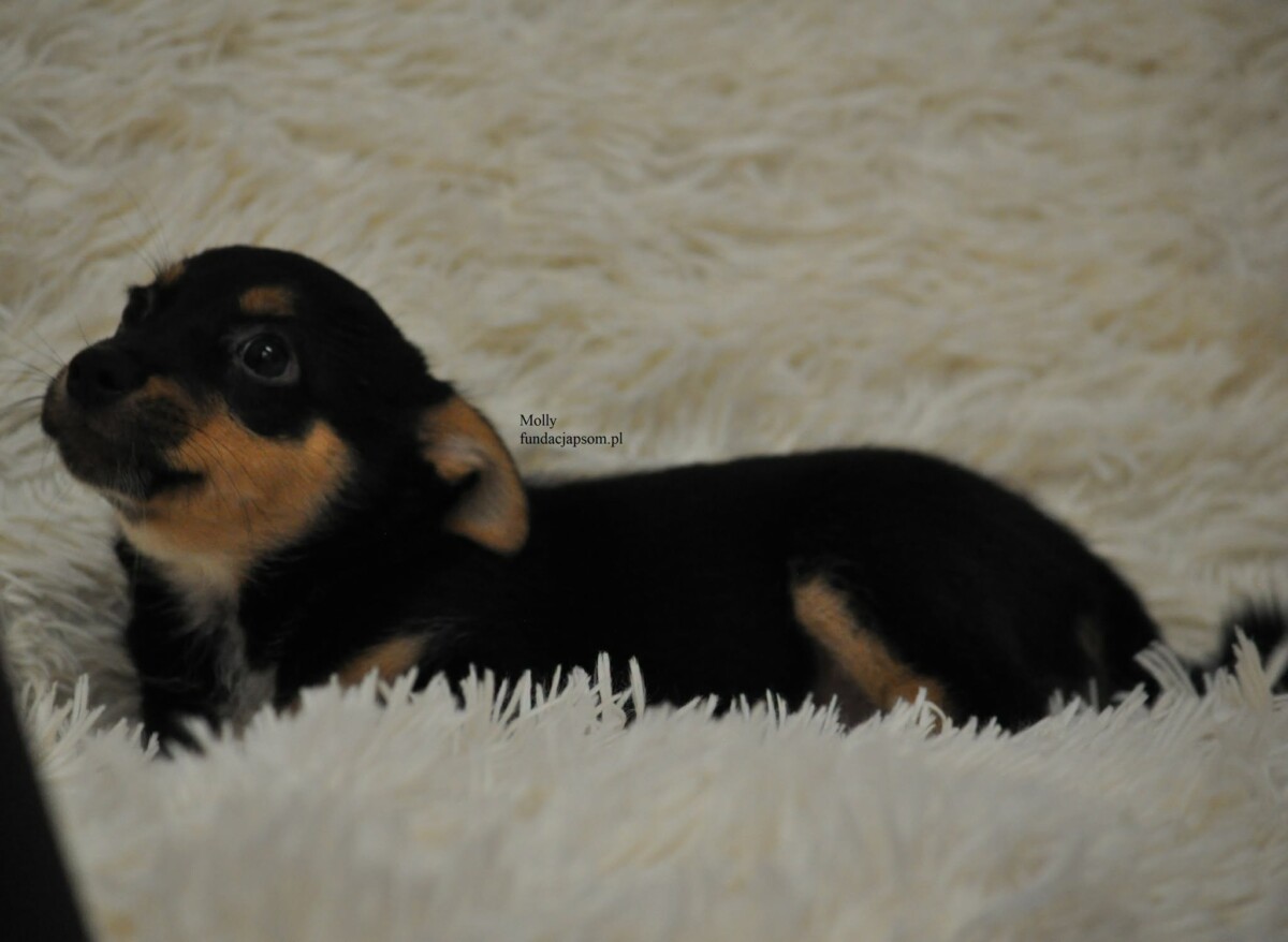 Molly - obrazek 4