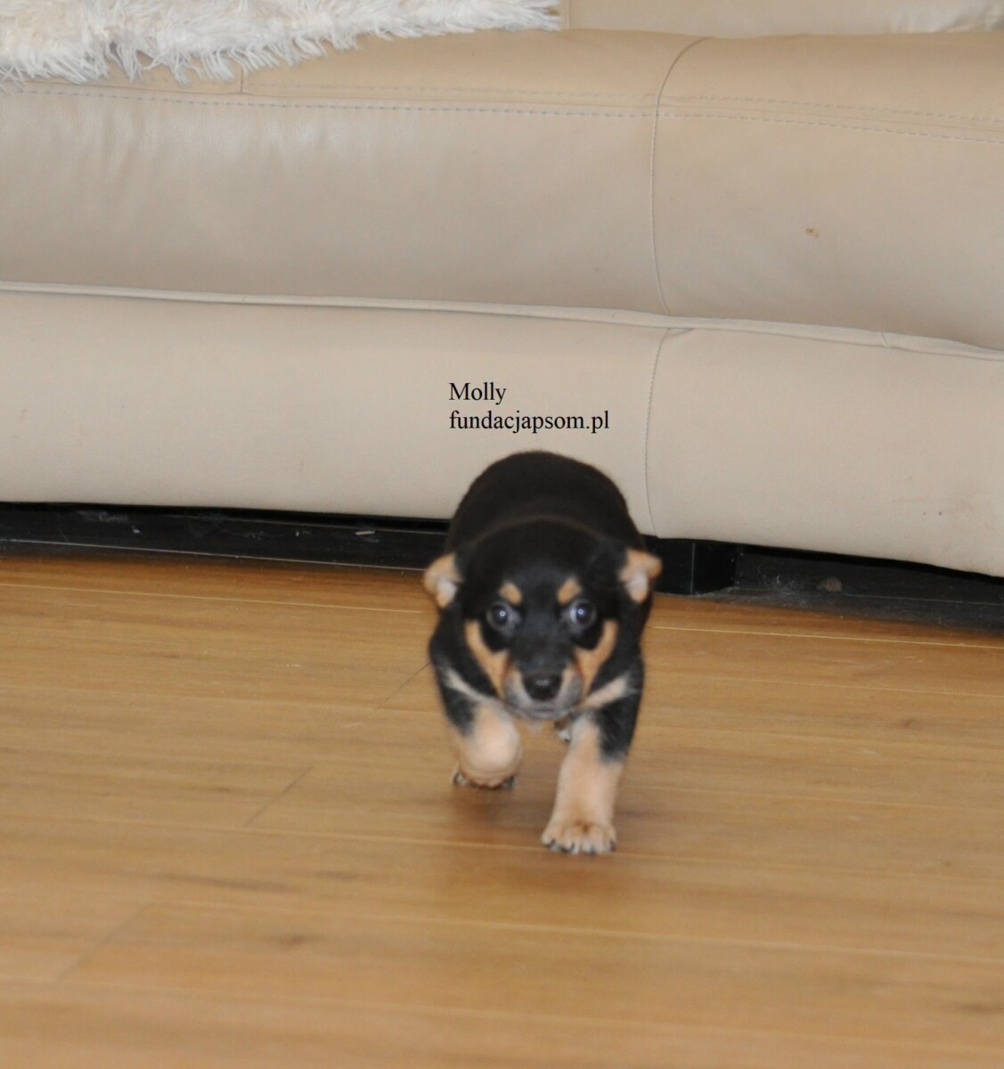 Molly - obrazek 9