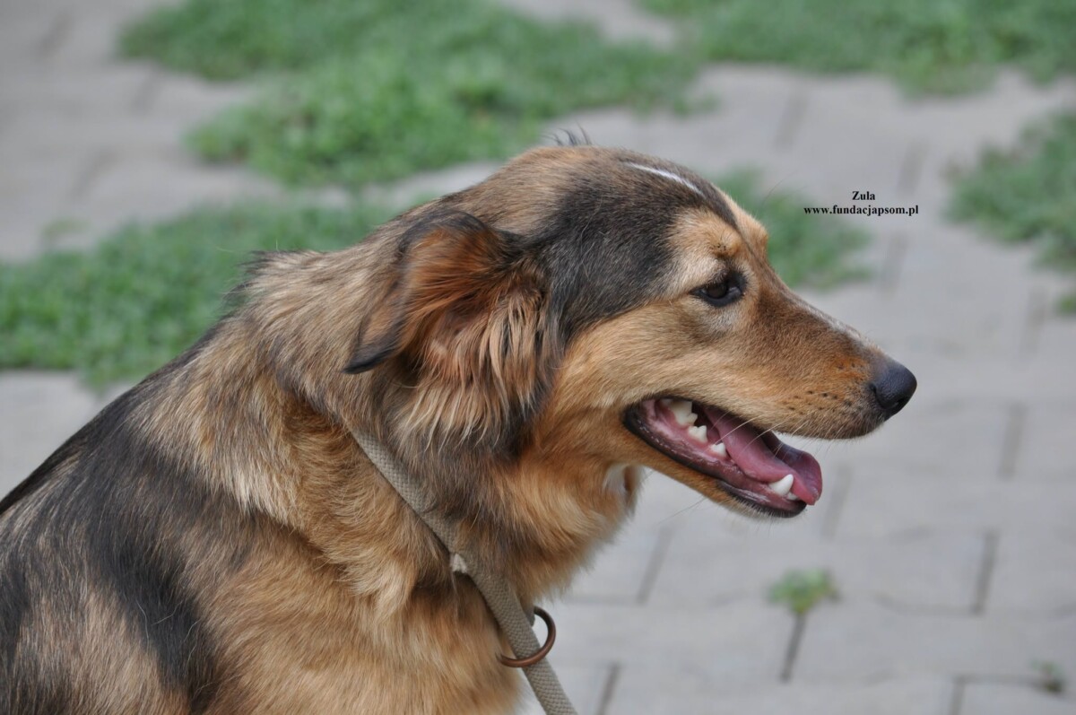 Zula - obrazek 3