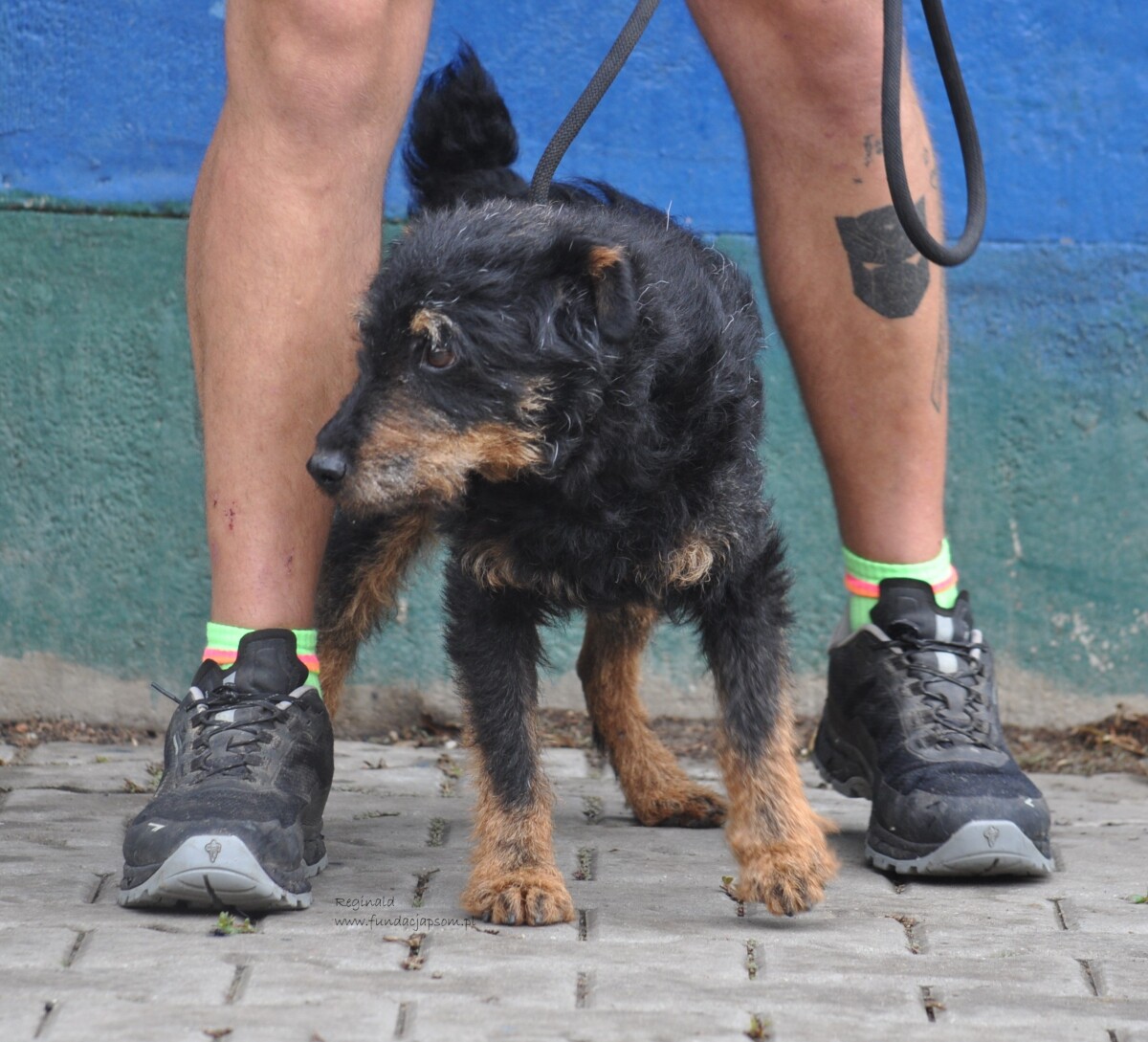 Reginald - obrazek 4