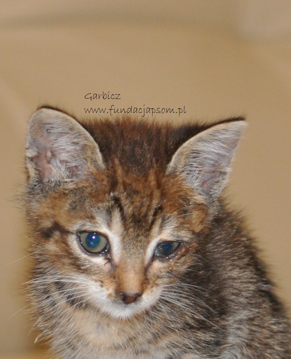 Garbicz - obrazek 8