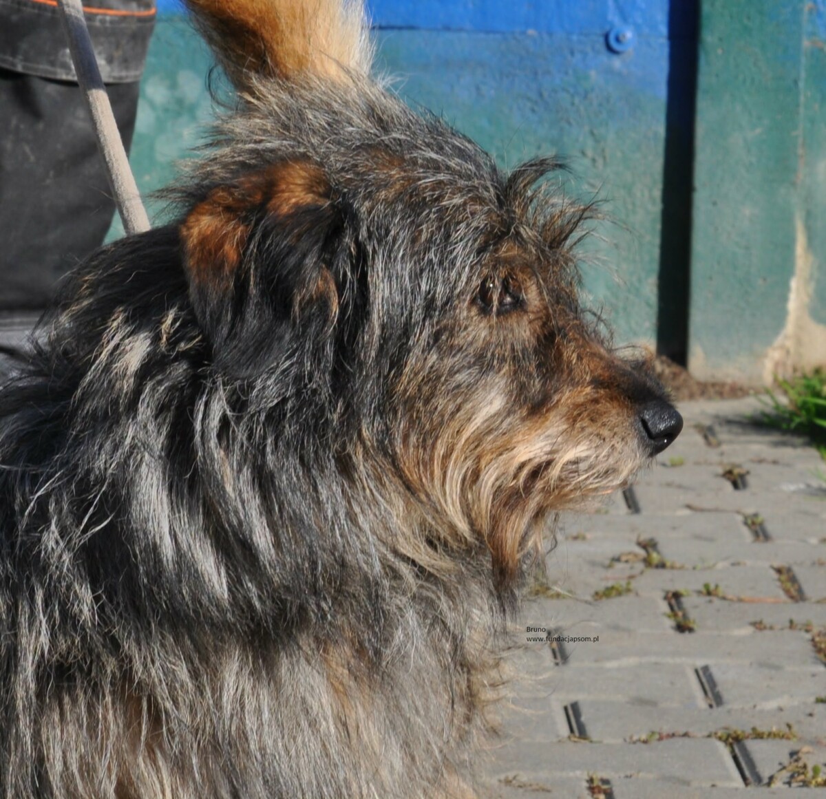Bruno - obrazek 3