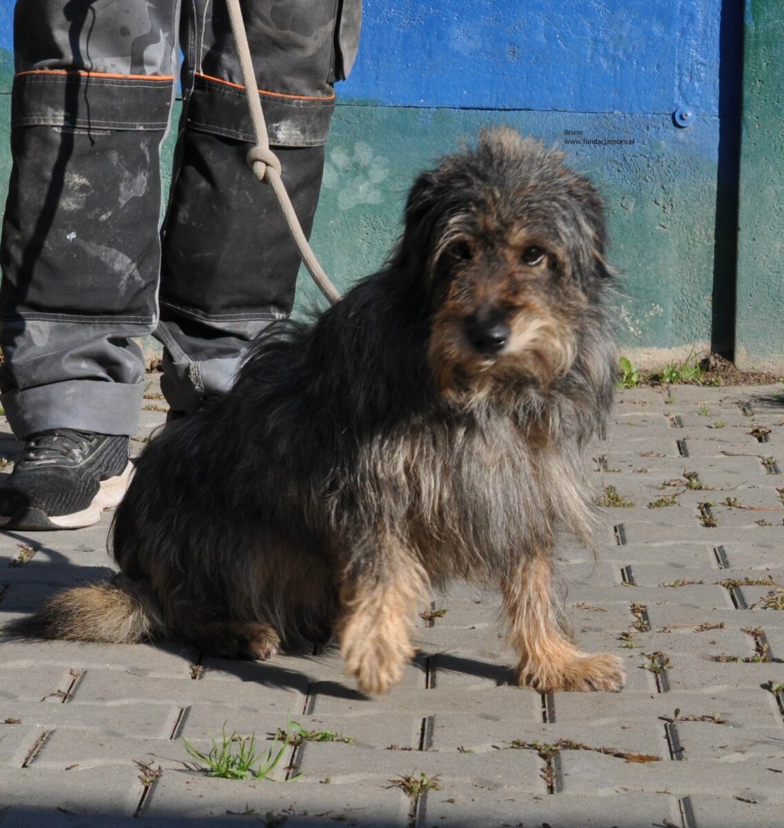 Bruno - obrazek 4