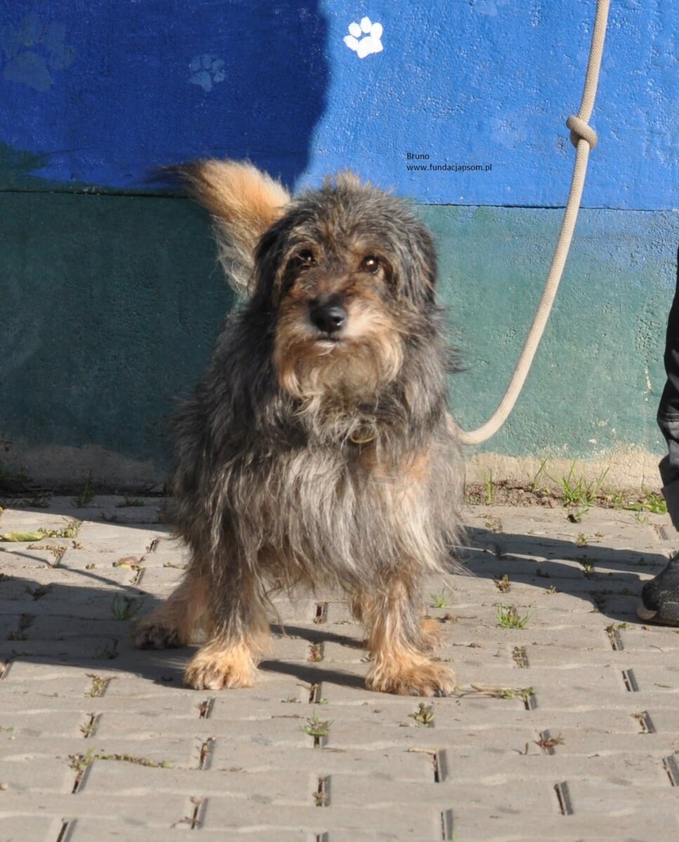 Bruno - obrazek 7