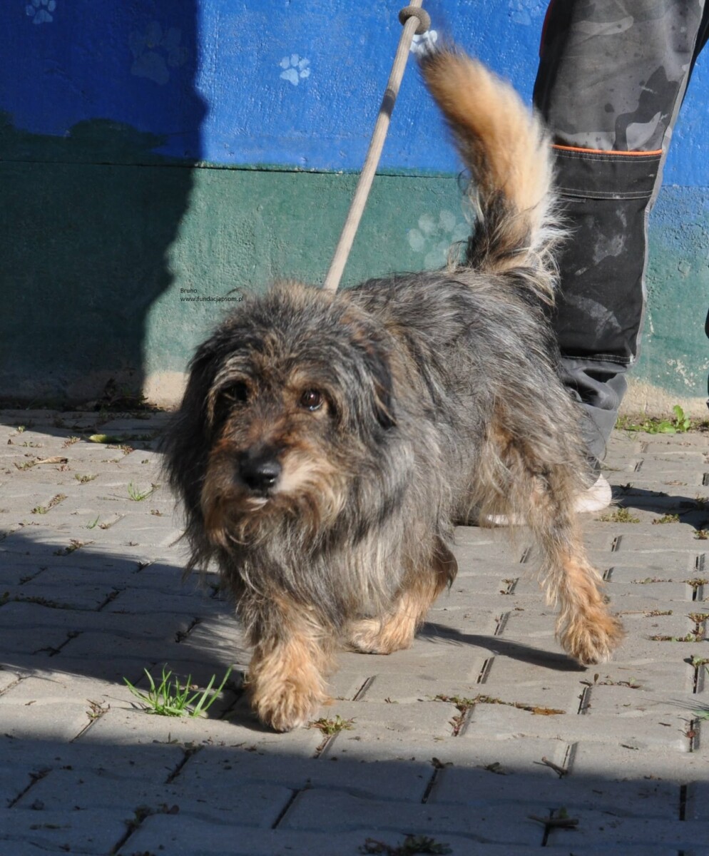 Bruno - obrazek 8