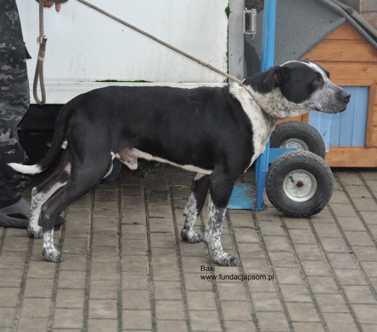 Baxi - obrazek 5