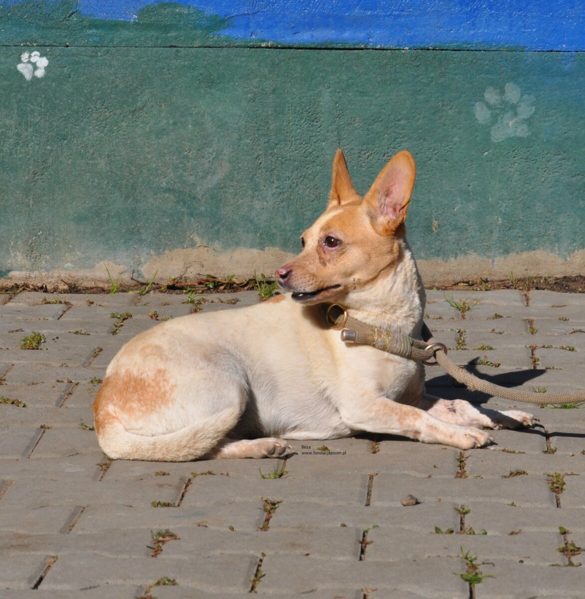 Beza - obrazek 3