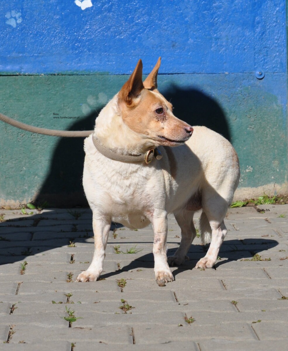 Beza - obrazek 4